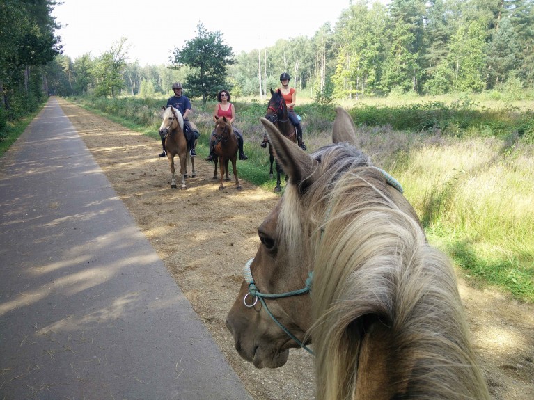 Paardrijden in de Gerhaagse bossen