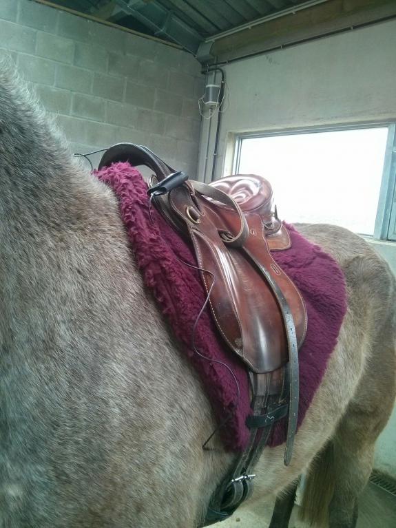 Je paard trainen met een hartslagmeter? Hoe begin je hieraan?