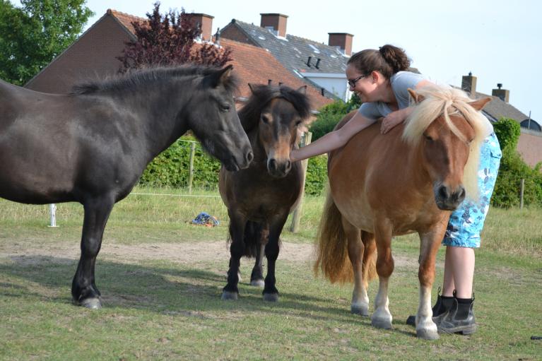 Mogelijkheden met pony's zonder er op te kunnen rijden.